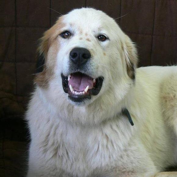 Meet your Posher, Sequoia - Picture 1 of 1